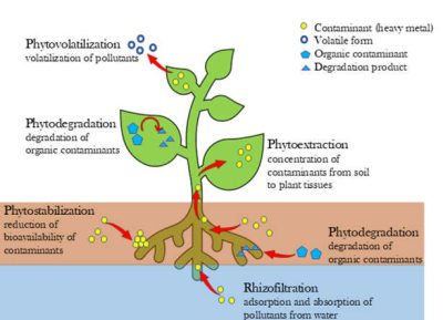 Schematic representation of different phytoremediation approaches by plants under study.